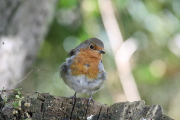 Robin