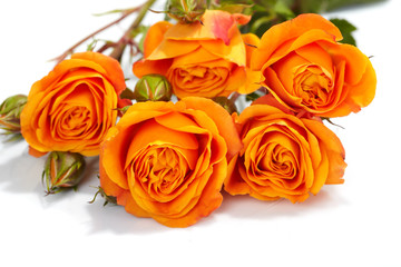Orange roses