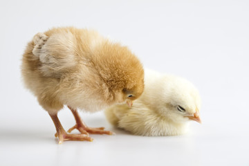 Chicks
