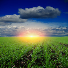 sunset on field at spring