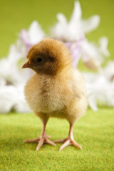 Chick