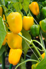 Growing yellow pepper