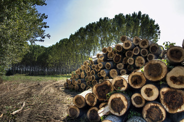 legna e boscaioli