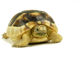 Es gab Salat ... - Schildkröte