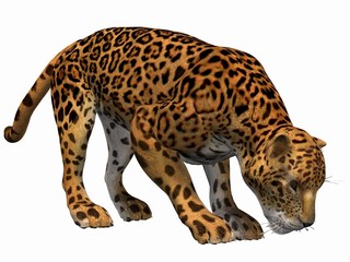 Jaguar