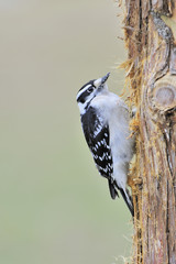 Downy Woodpecker