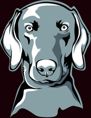 Weimaraner