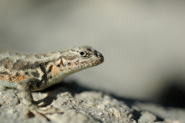 Lizard