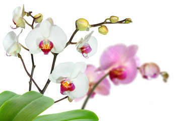 Fototapeta na wymiar Orchideen 56