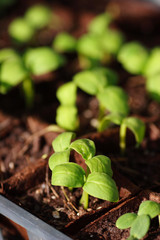 baby plants