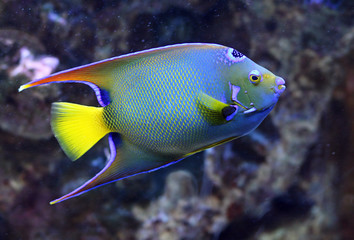 Fototapeta na wymiar Tropischer Fisch