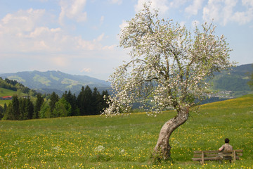 Blütentraum