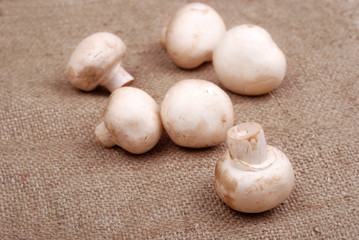 Fresh field mushrooms on a textile