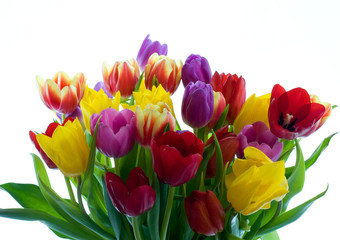 Obraz premium Springtime tulip flowers on a white background