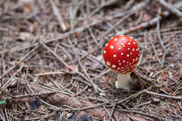 Amanita muscaria