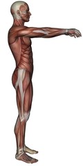 Fototapeta na wymiar 3D muscle of man