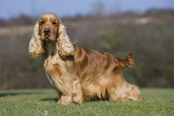 cocker anglais de profil tête tournée