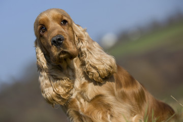 cocker anglais golden à l'air triste