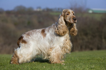 cocker anglais avec une belle robe de profil dans le champ