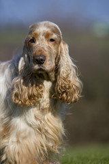 portrait d'un english cocker spaniel bien coloré