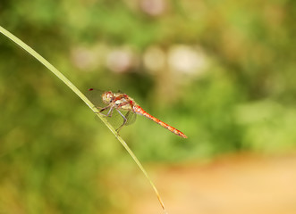Red dragonfly