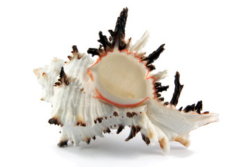 Sea shell