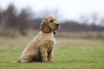 chiot cocker golden assis de profil