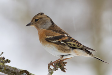 Bergfink in Seitenansicht