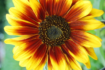 Sunflower Head