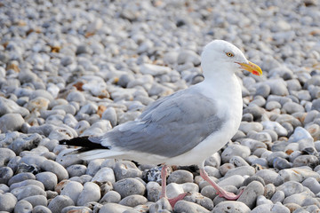 Möwe am Strand