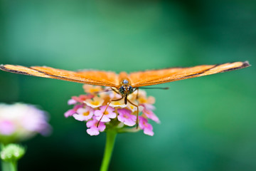 Fackelschmetterling