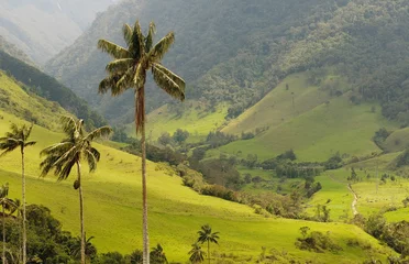 Fototapeten Vax palm trees of Cocora Valley, colombia © javarman