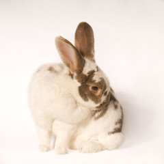 Süsser Hase putzt sich