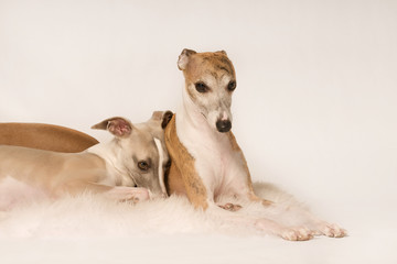 Zwei süsse kuschelnde Hunde