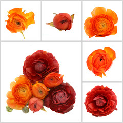 orange flowers isolated on white background