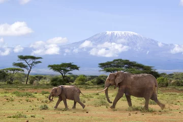 Photo sur Plexiglas Kilimandjaro Elefanten vor dem Kilimanjaro