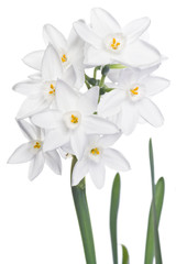 White Narcissus Blooming