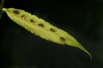Blatt mit Parasiten