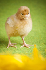 Chick Portrait