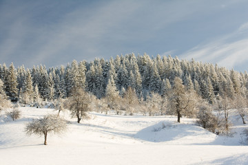 Winter landscape