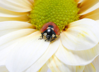 ladybug on flower