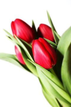 tulipani su fondo bianco