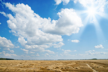 Fototapeta premium ears of ripe wheat with sun