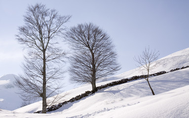 Arboles en la nieve