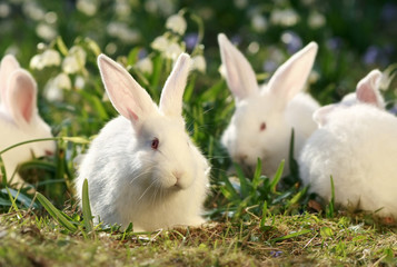 flock rabbits