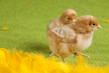 Chicks