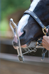 Tierarzt Pferd Nasenbremse