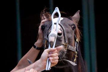 Tierarzt Pferd Nasenbremse