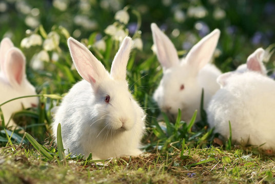 flock rabbits