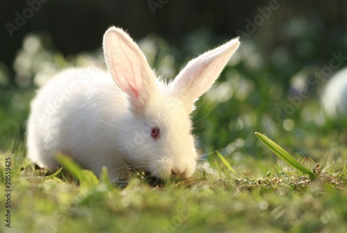 Белый кролик на мхе без смс